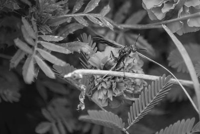 Close-up of insect on flower
