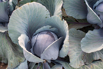 Close-up of leaves on plant