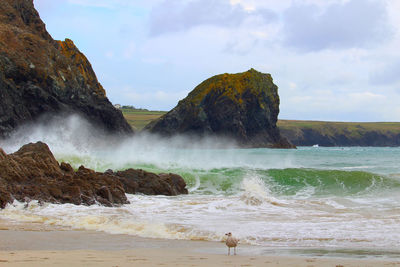 Crashing waves at kynance cove .