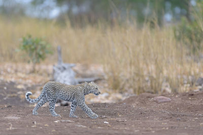 Side view of a cat on field