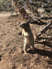 Squirrel sitting on field