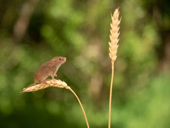 Close-up of a bird on a land