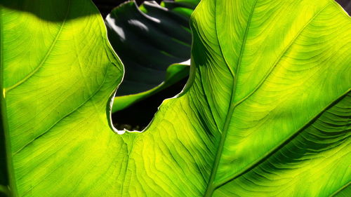 Close-up of green leaf