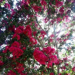 Low angle view of pink flowers