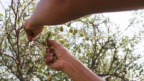 Hand picks olives from the branch