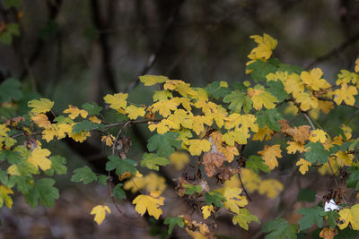 Close-up of yellow flowering plant leaves