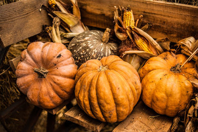 Orange pumpkin sitting in field. pumpkin in the hay. autumn. harvest.