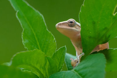 Close-up of a lizard