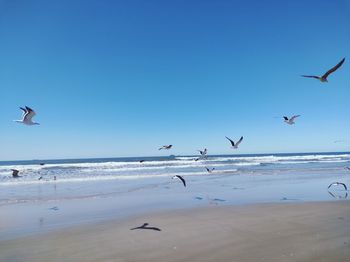 Seagulls flying over beach against sky