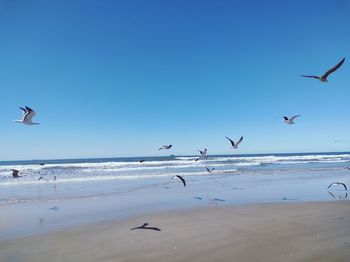 Seagulls flying over beach against sky