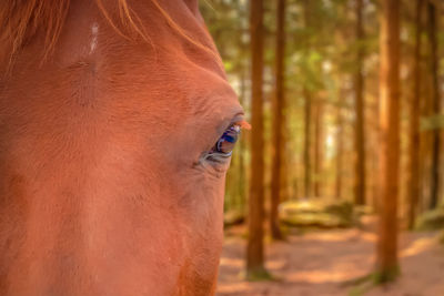 Close-up of horse eye