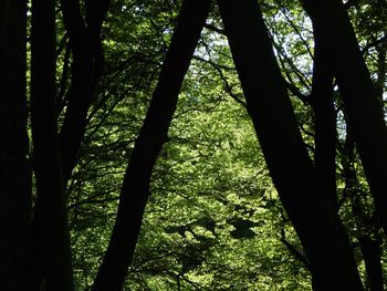 View of trees in forest