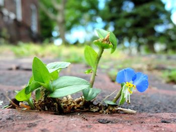 Close-up of flowers growing in field