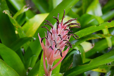 Close-up of insect on plant