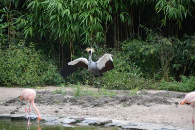 View of birds by the lake