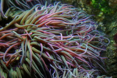 Close-up of coral in sea