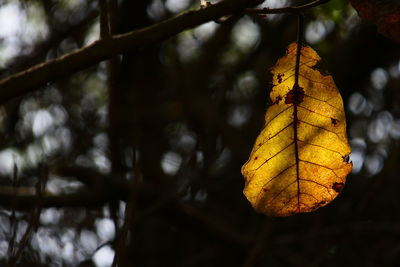 Close-up of yellow maple leaf on branch