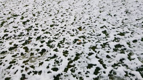 Full frame shot of crocodile in water