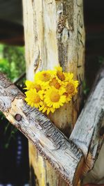 Close-up of yellow flowering plant on tree trunk