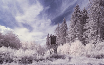 Trees on field against sky during winter