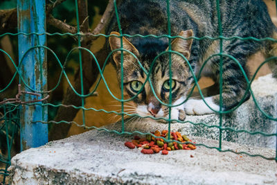 Full frame shot of cat eating fruit