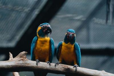 Close-up of parrots perching on wood