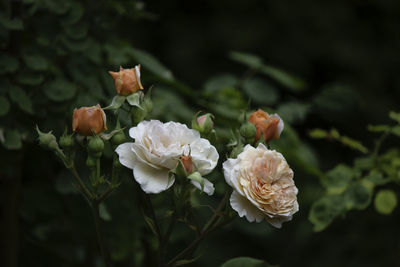 Close-up of white roses