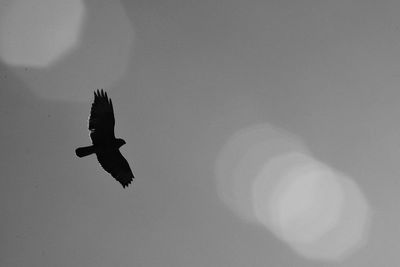 Low angle view of bird against sky