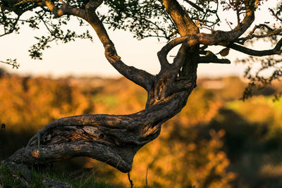 Close-up of tree trunk in forest