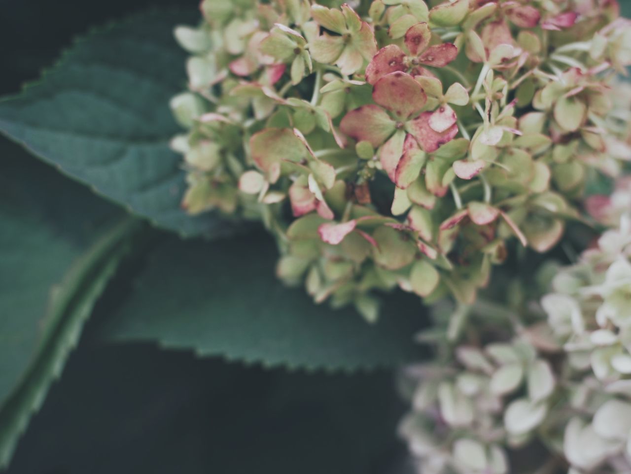 flower, freshness, growth, fragility, petal, beauty in nature, close-up, nature, flower head, plant, leaf, blooming, focus on foreground, blossom, in bloom, selective focus, white color, botany, springtime, stem