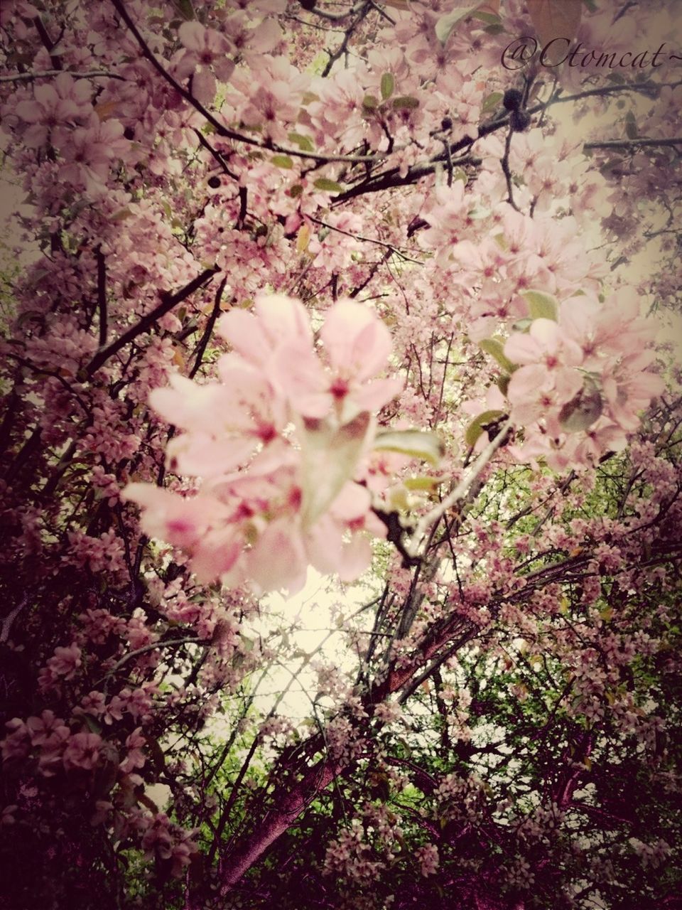 flower, freshness, fragility, growth, branch, tree, beauty in nature, blossom, cherry blossom, pink color, nature, petal, in bloom, blooming, cherry tree, springtime, low angle view, flower head, white color, botany