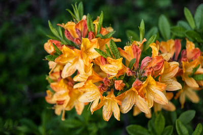 Close-up of orange flowering plant