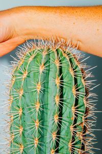 Close-up of cactus plant