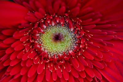 Close-up of sunflower