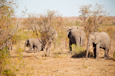 Elephant in a field