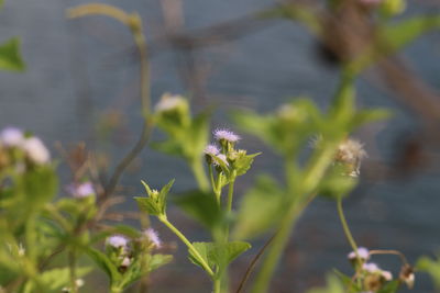 Close-up of flowering plant