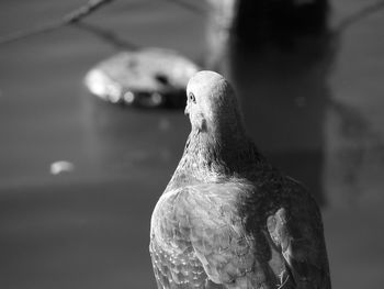 Close-up of bird perching outdoors