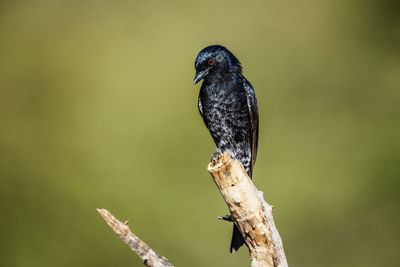 Close-up of bird perching on branch