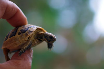 Cropped image of hand holding small outdoors