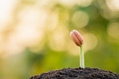 Close-up of hand holding plant