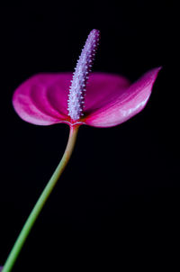 Close-up of pink flower against black background