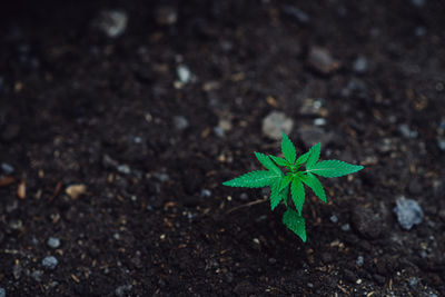 High angle view of small plant growing on field