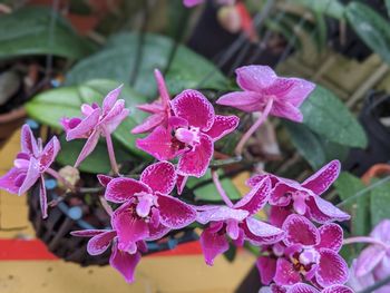 Close-up of pink flowering plant