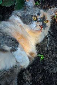 Close-up portrait of a cat