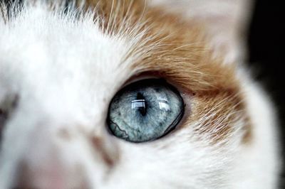 Close-up portrait of cat