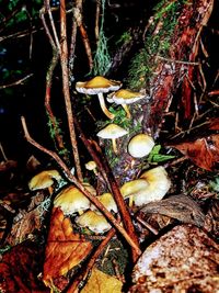 Close-up of mushrooms in forest