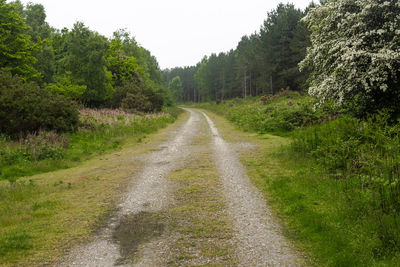 View of trees on landscape