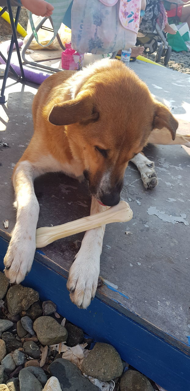 HIGH ANGLE VIEW OF DOG SLEEPING