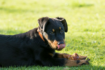 Black dog lying down on land