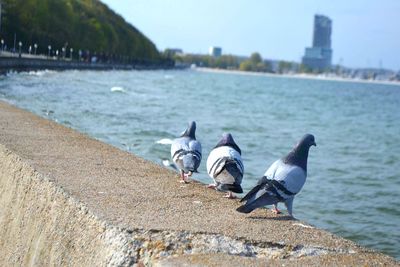 Seagulls perching on retaining wall by river